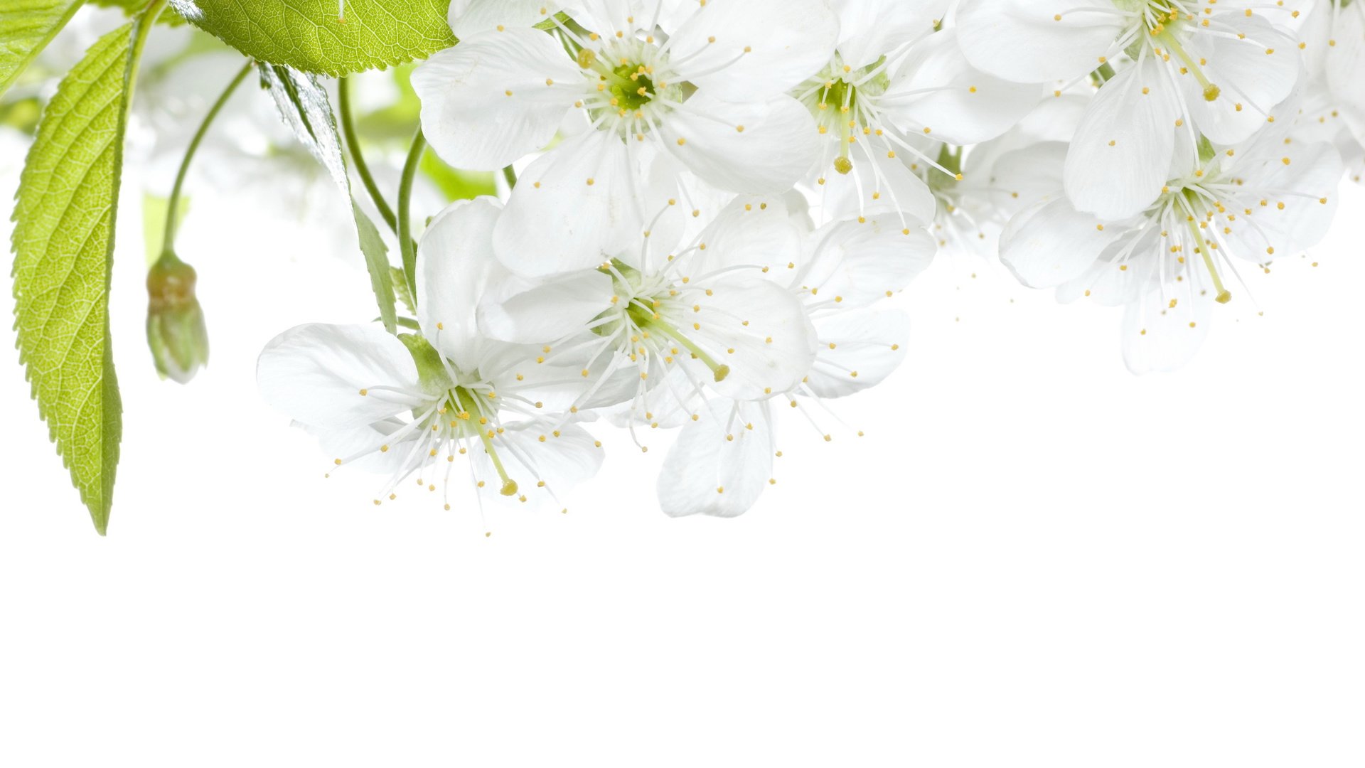 Spring Kit for SDVE